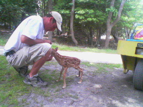 baby deer